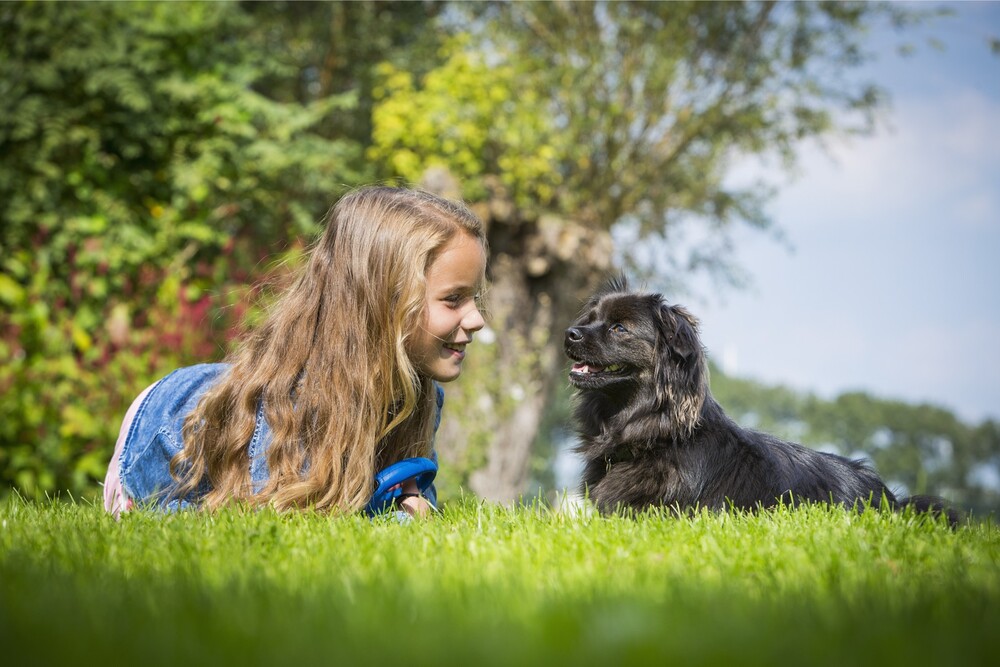 Honden, katten en knaagdieren