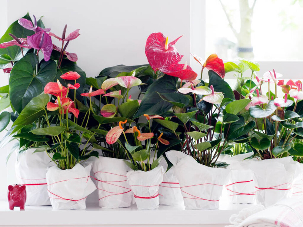 Woonplant van de maand: Anthurium