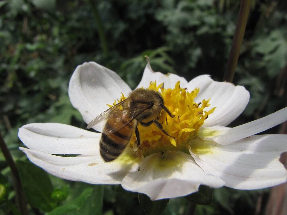 Tips voor meer vlinders en bijen in de tuin