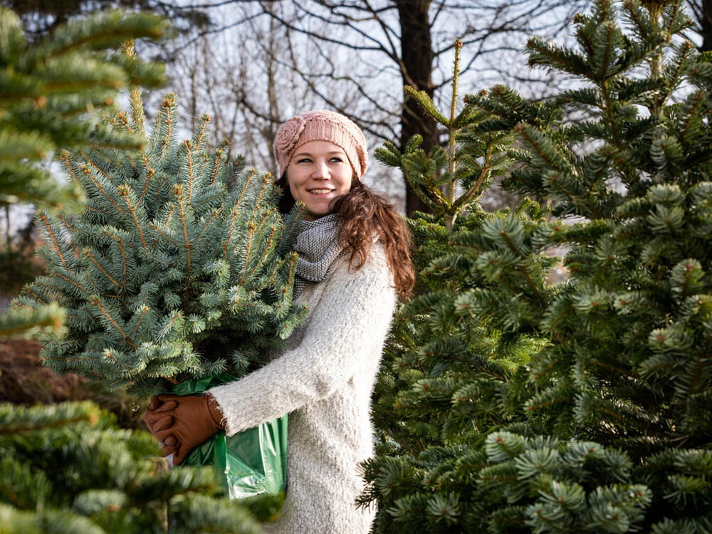 De geschiedenis van de kerstboom