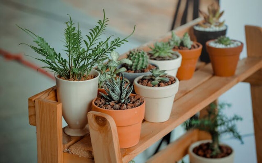 Planten Cuijk
