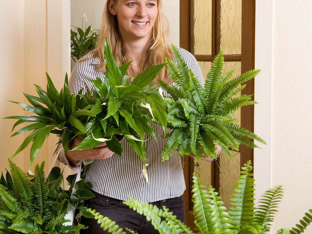 Woonplanten van de maand: Varens