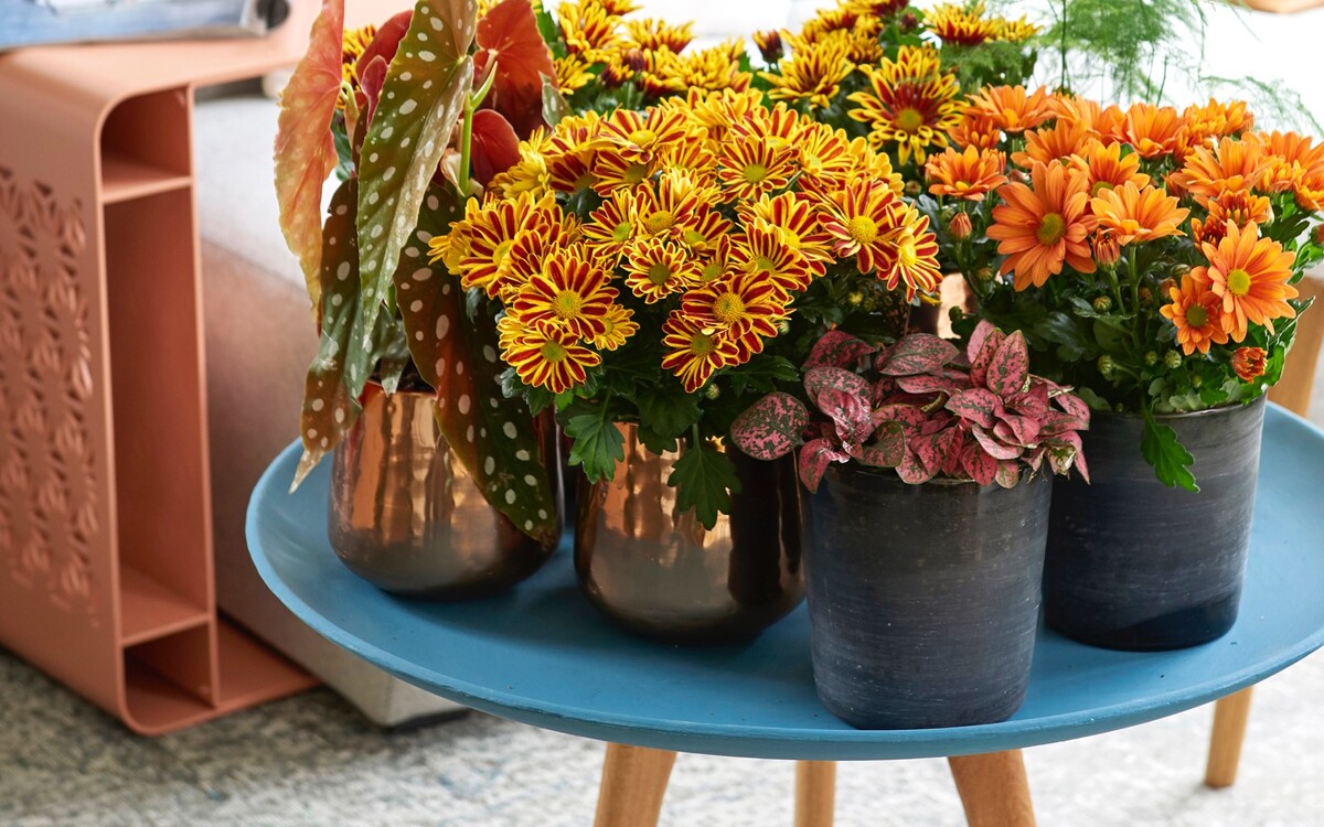 Najaar = chrysantentijd