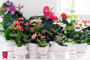 Woonplant van de maand: Anthurium