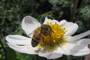 Tips voor meer vlinders en bijen in de tuin