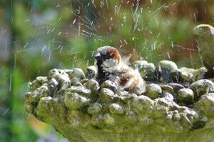 Vogels en insecten